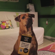 Illustration for article titled Ikea Is Pretty Sure You Need a Puppy to Go With That Billy Bookcase